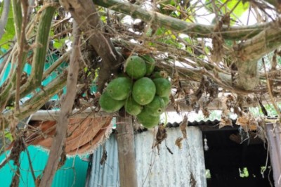 এক ডগায় ২০টি লাউ