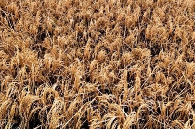 শত্রুতায় জমির ধানে বিষ প্রয়োগ